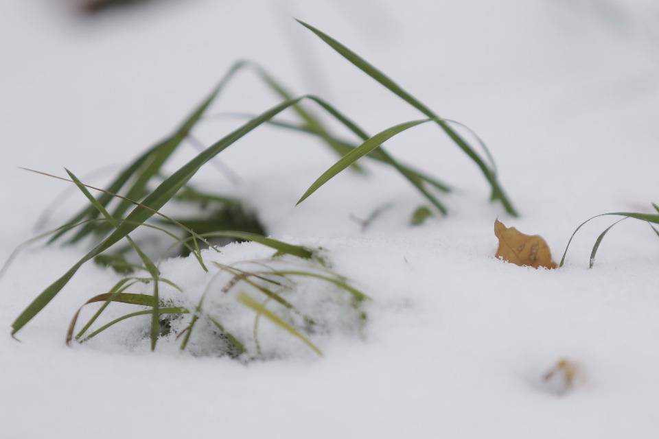 Не ждали. В Пскове выпал первый снег Не ждали. В Пскове выпал первый снег