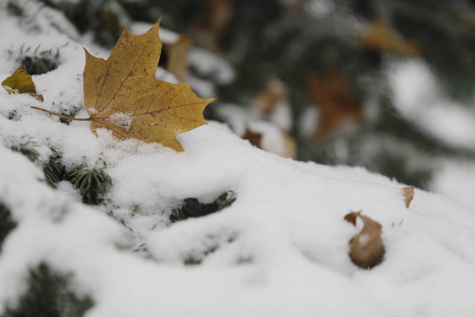 Не ждали. В Пскове выпал первый снег Не ждали. В Пскове выпал первый снег
