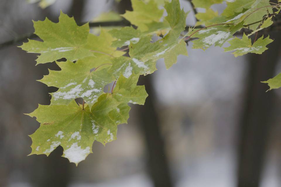 Не ждали. В Пскове выпал первый снег Не ждали. В Пскове выпал первый снег
