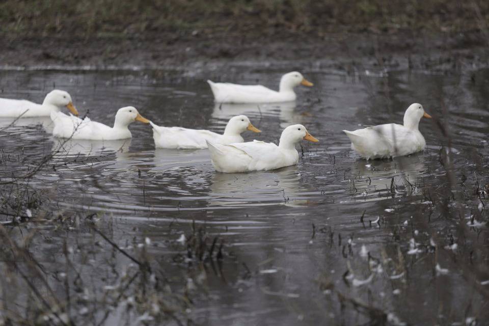 Что мне дождик. Пыталовский фермер остался ни с чем