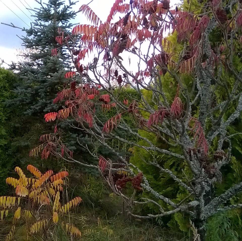 Так все-таки Эдем или Версаль?