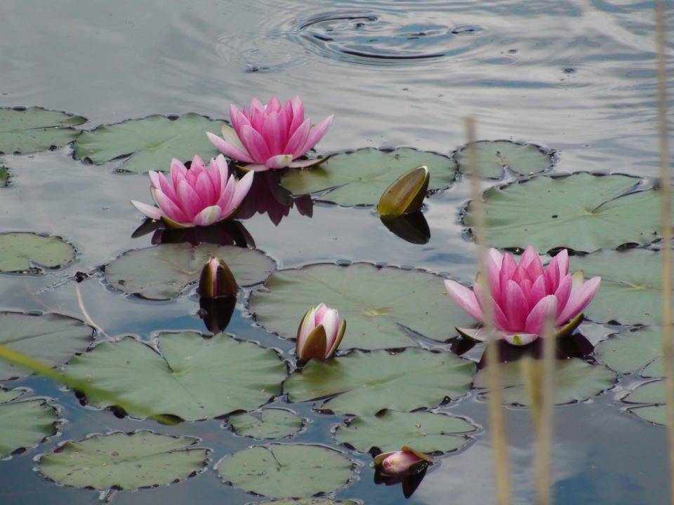 Так все-таки Эдем или Версаль?