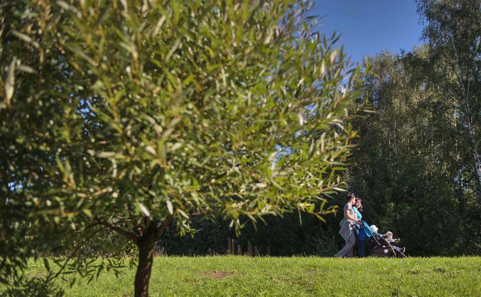 Городской лес превратят в зону отдыха
