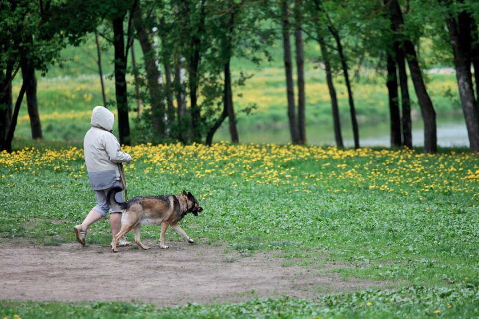 Городской лес превратят в зону отдыха