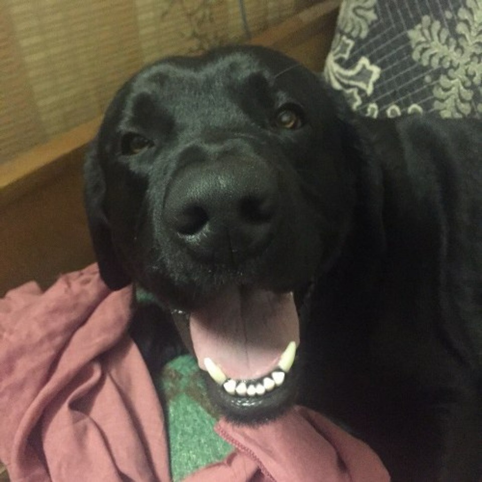 Невельский стрелок