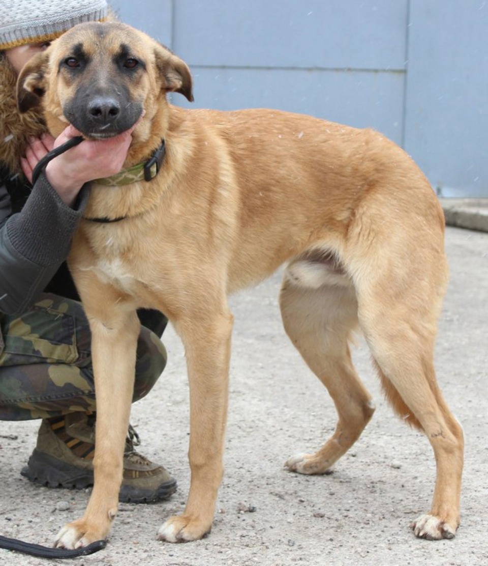 На своих четверых