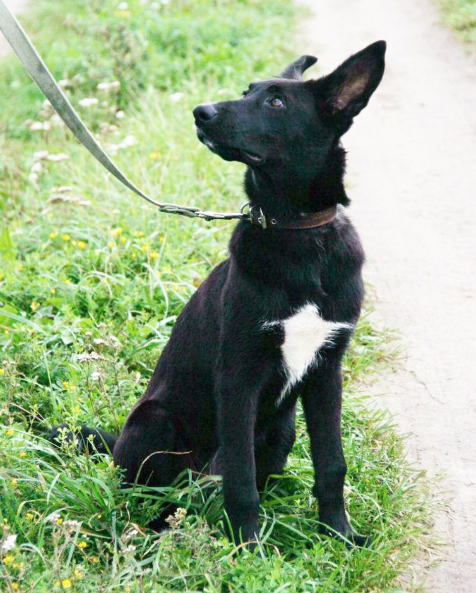 На своих четверых