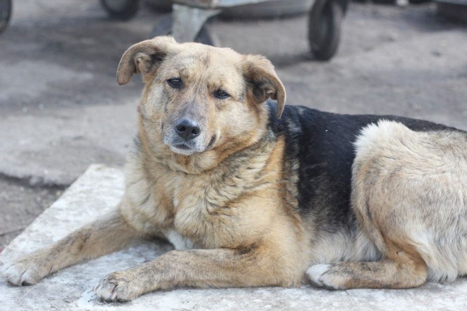 На своих четверых