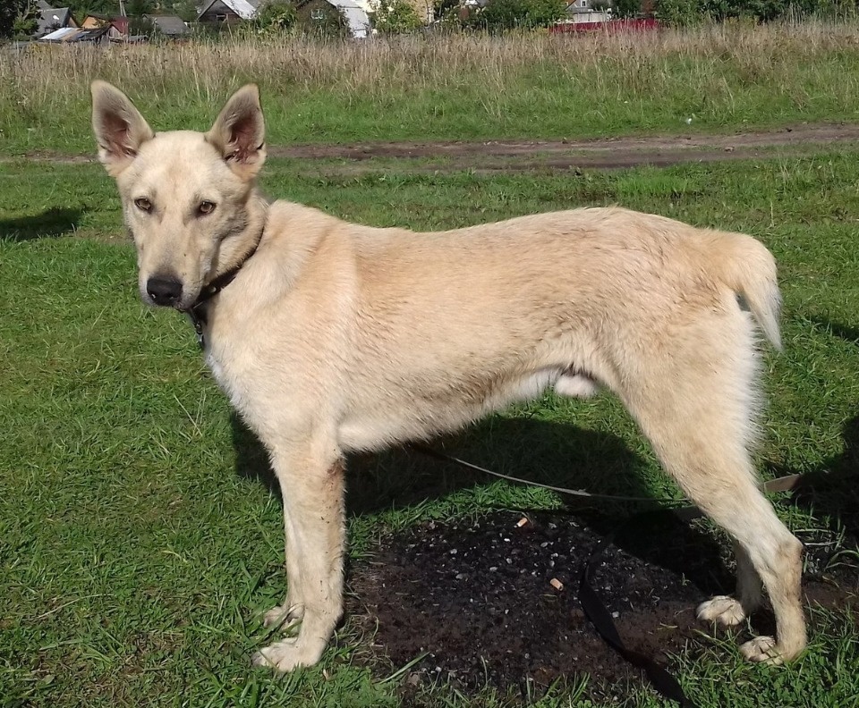 На своих четверых