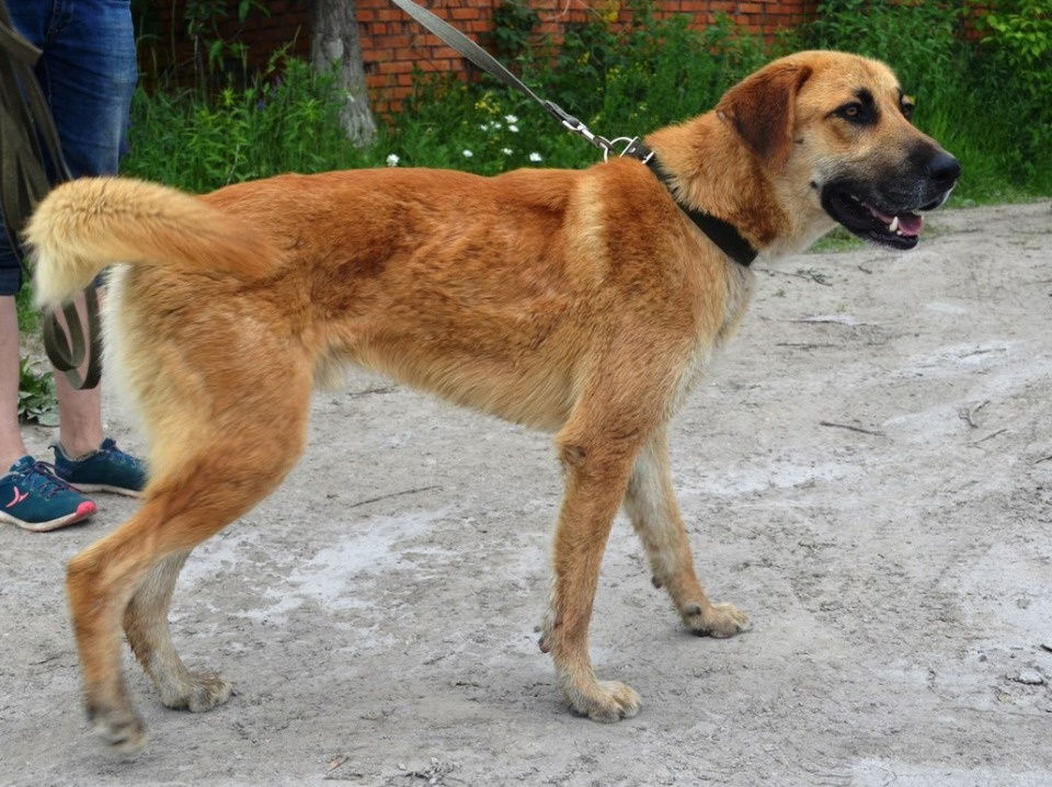 На своих четверых