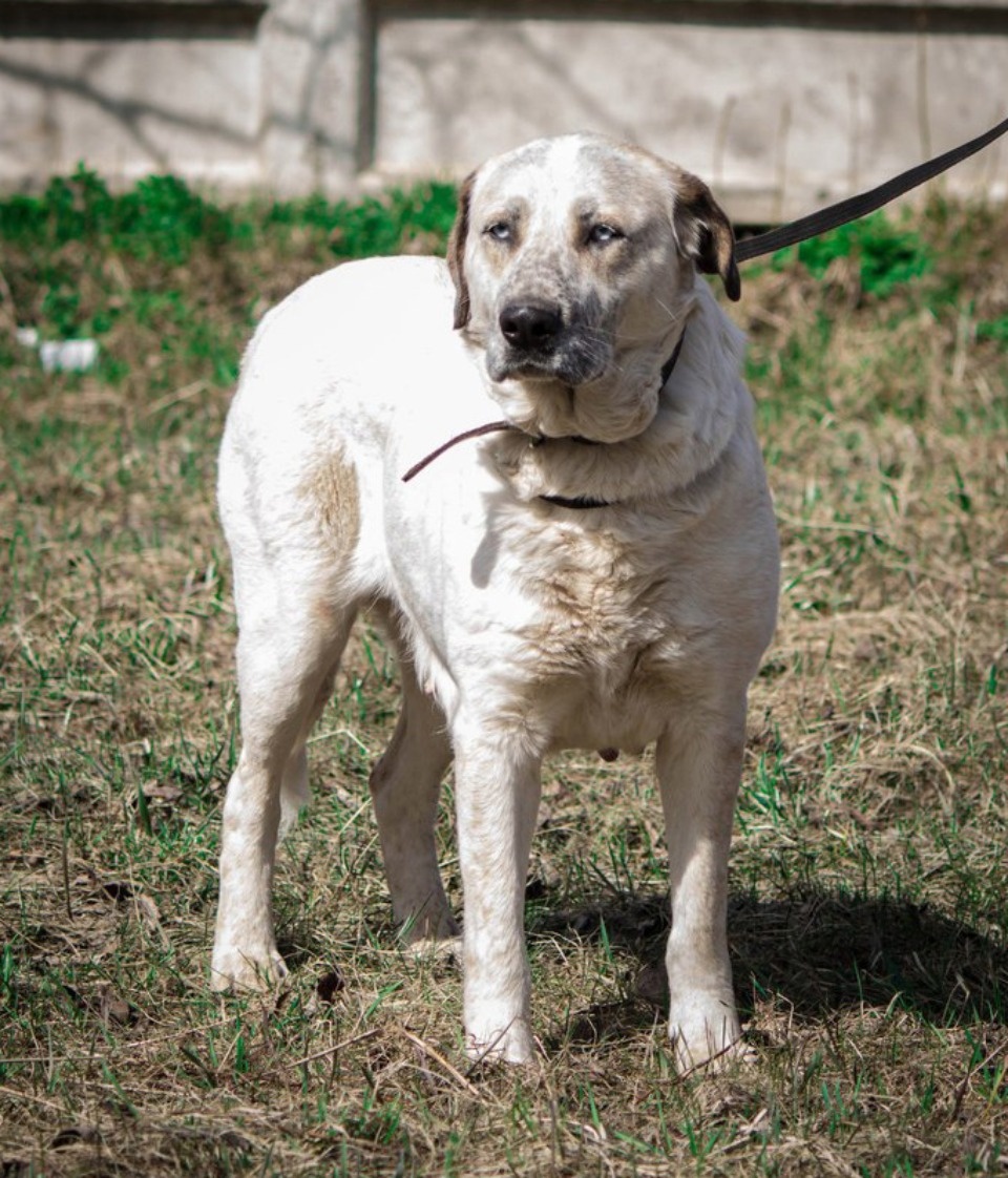 На своих четверых