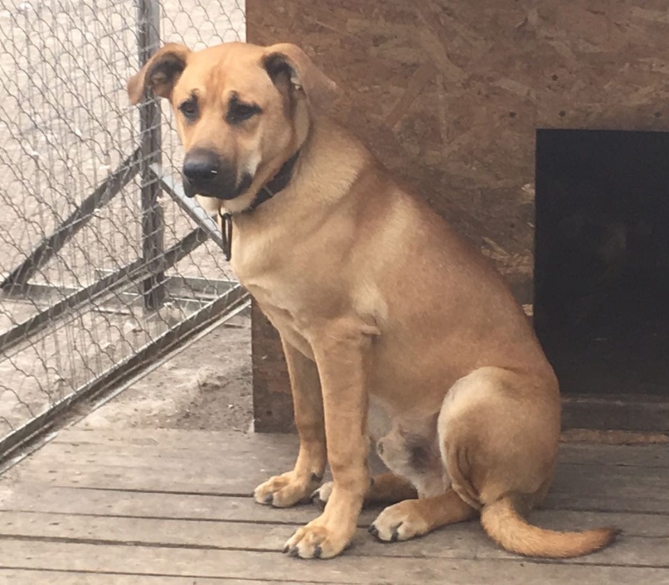 На своих четверых