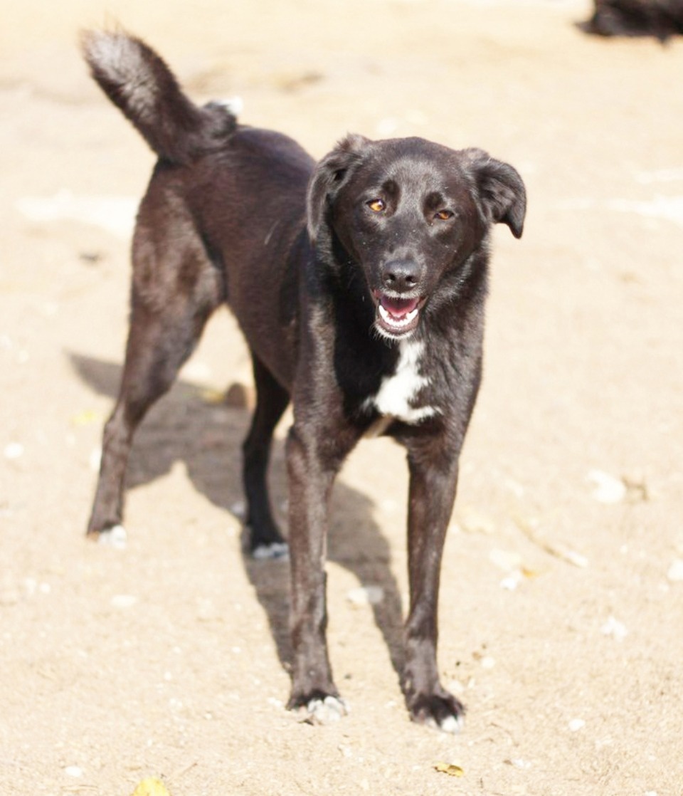 На своих четверых