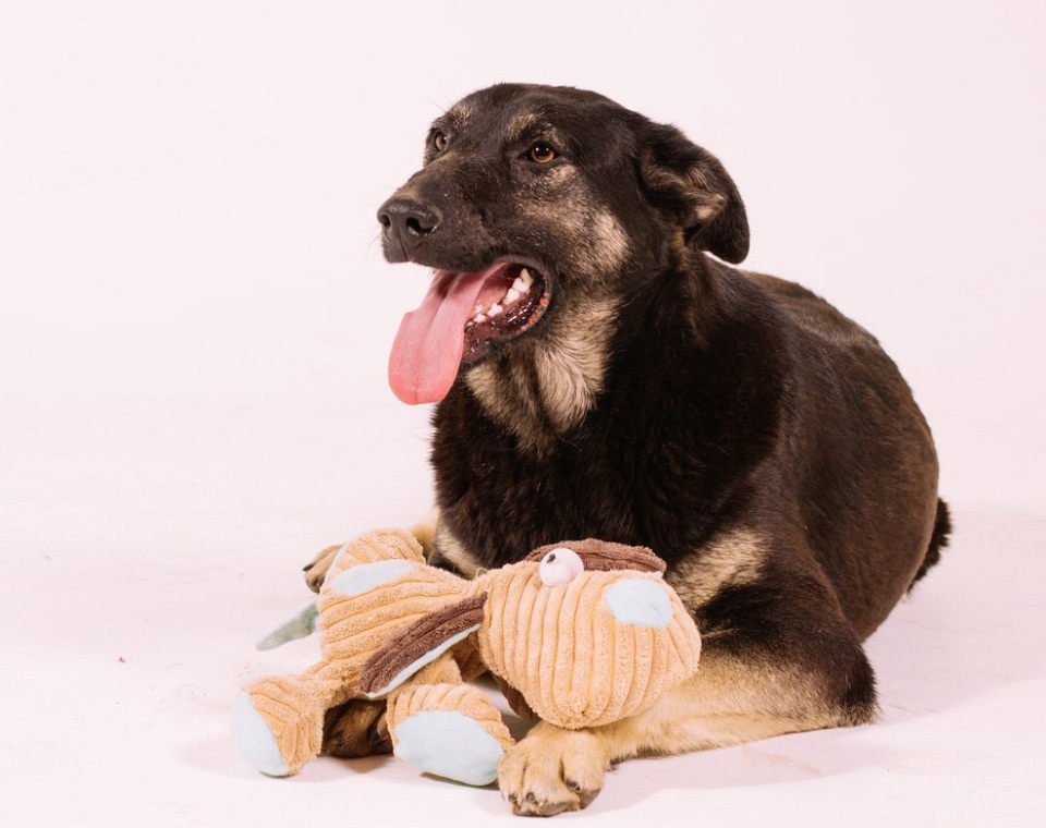 На своих четверых