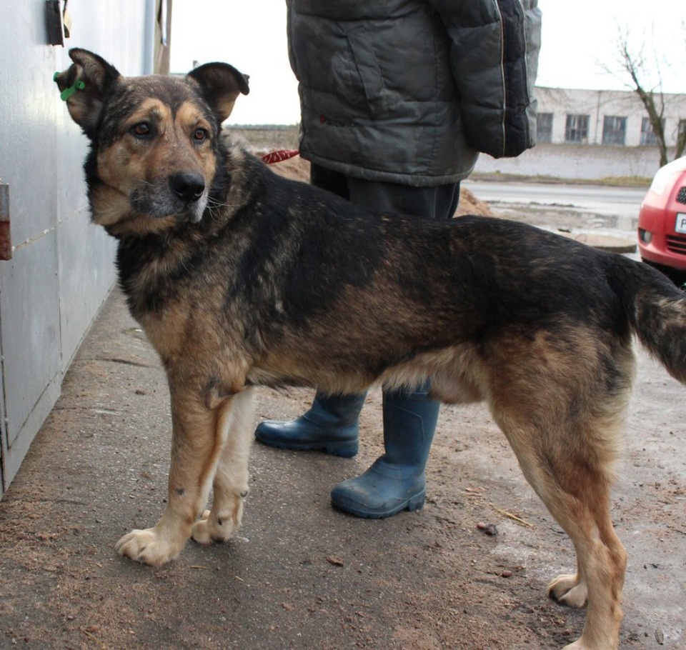 На своих четверых