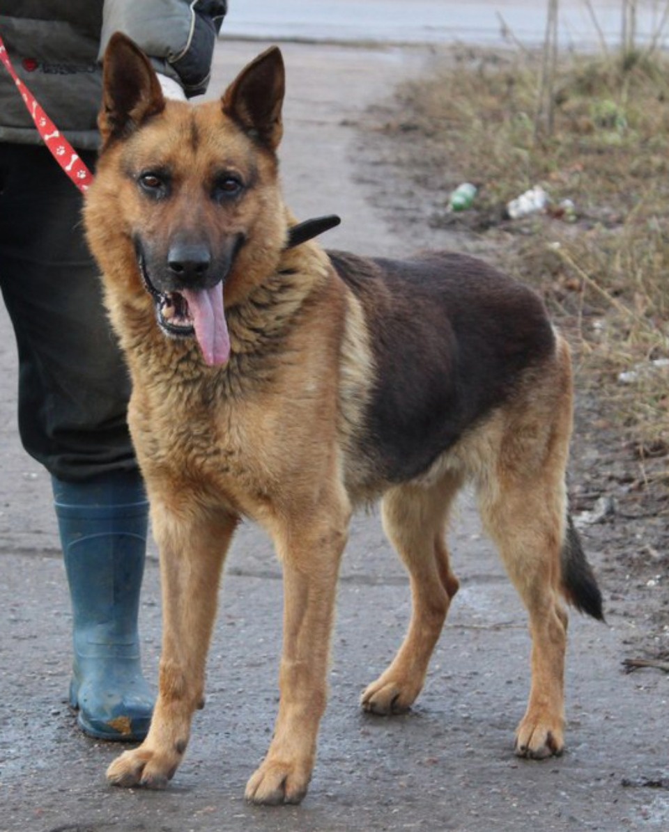 На своих четверых