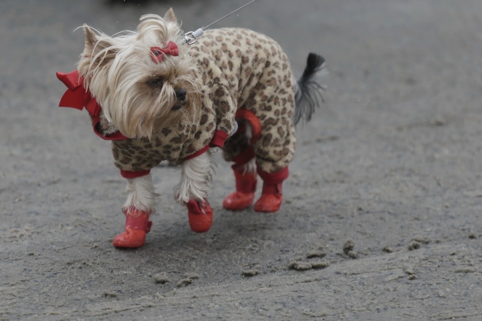 Псков встретил Масленицу Псков встретил Масленицу