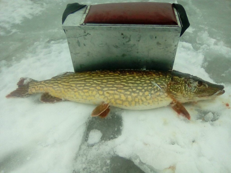 Подарок в Татьянин день