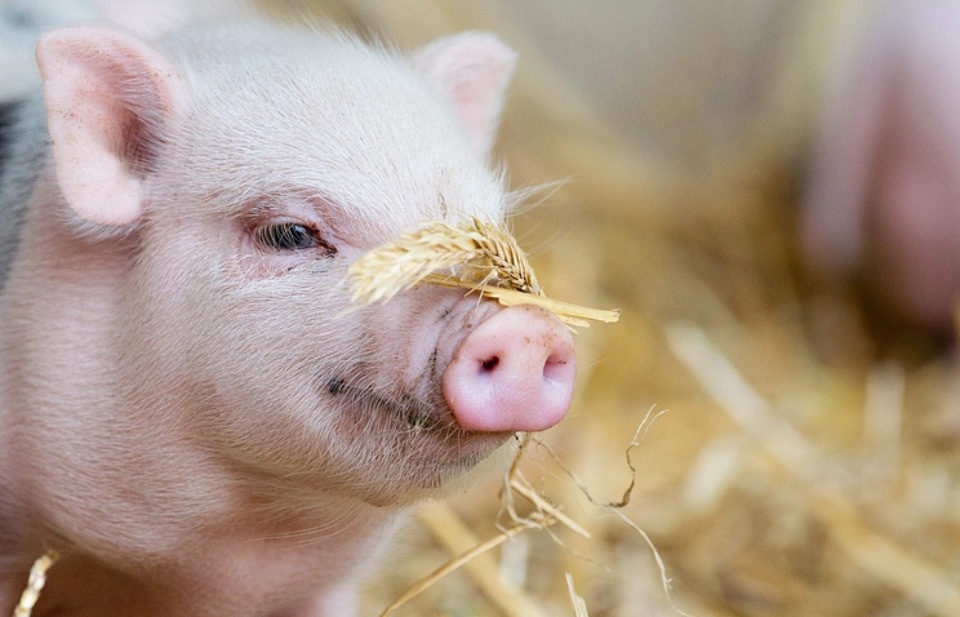 Великолукский мясокомбинат вошел в пятерку крупнейших производителей свинины в России