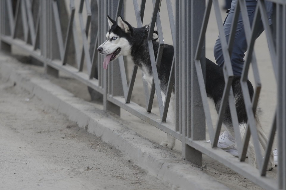 Тысячи псковичей пробежали эстафету «Псковской правды» – 2018