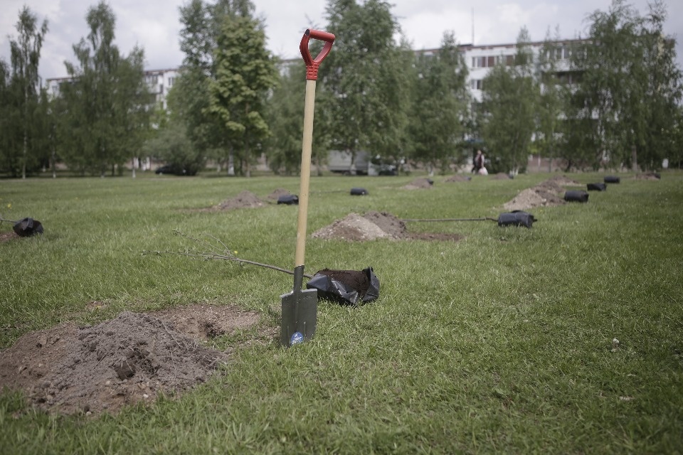 Вишневый сад посадили в Пскове участники проекта #Команда2018 Вишневый сад посадили в Пскове участники проекта #Команда2018