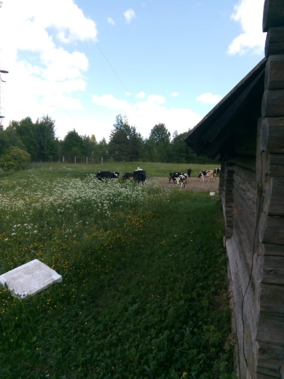 Опять без урожая