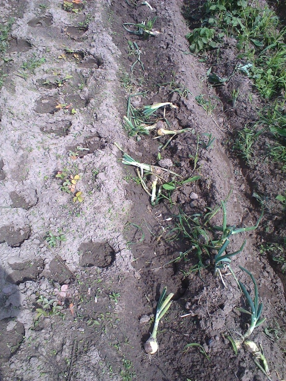 Опять без урожая