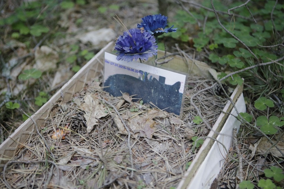 Где псковичи хоронят домашних животных Где псковичи хоронят домашних животных