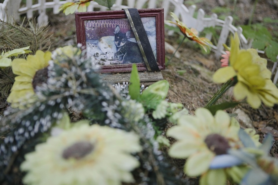 Где псковичи хоронят домашних животных Где псковичи хоронят домашних животных