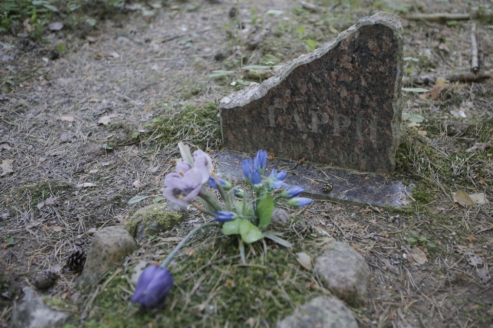 Где псковичи хоронят домашних животных Где псковичи хоронят домашних животных