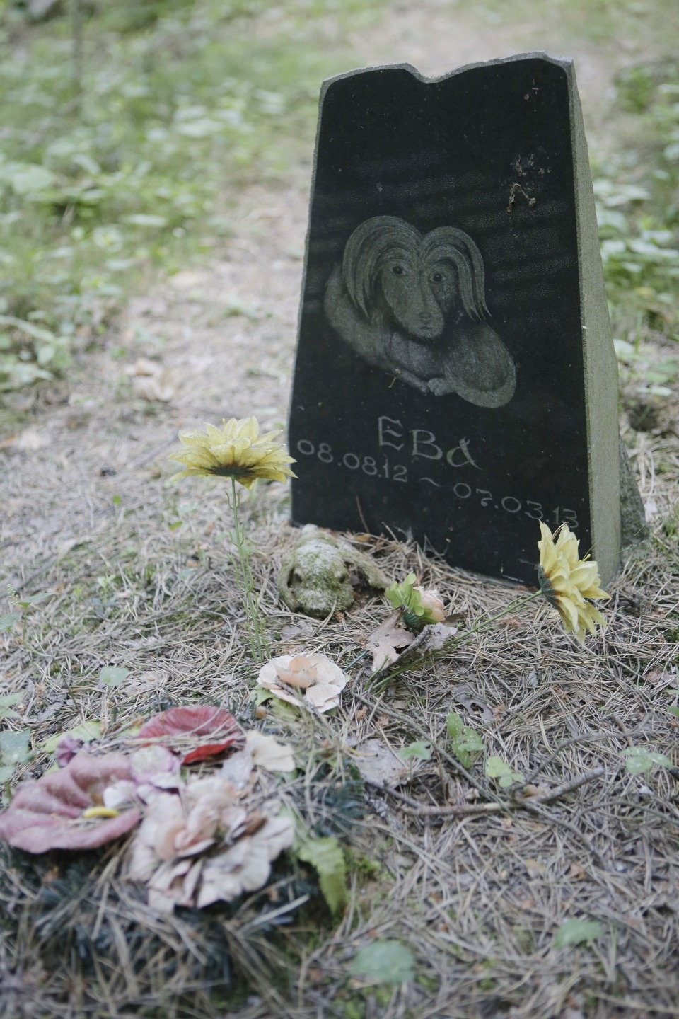 Где псковичи хоронят домашних животных Где псковичи хоронят домашних животных