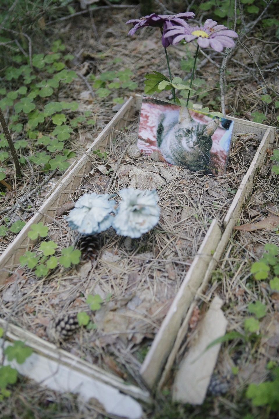 Где псковичи хоронят домашних животных Где псковичи хоронят домашних животных