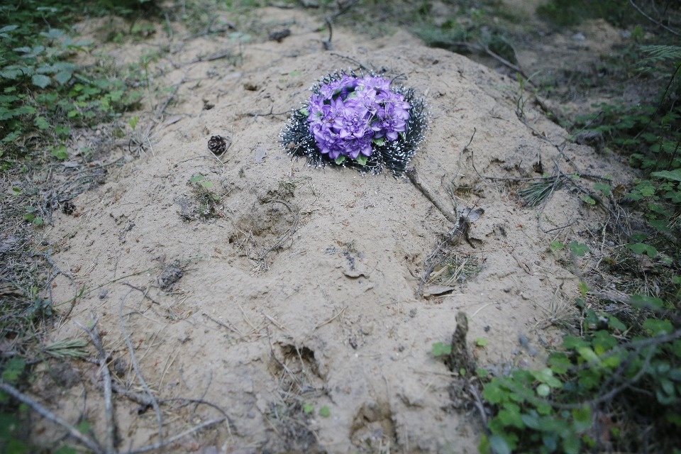 Где псковичи хоронят домашних животных Где псковичи хоронят домашних животных
