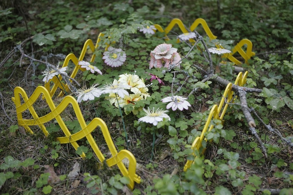 Где псковичи хоронят домашних животных Где псковичи хоронят домашних животных