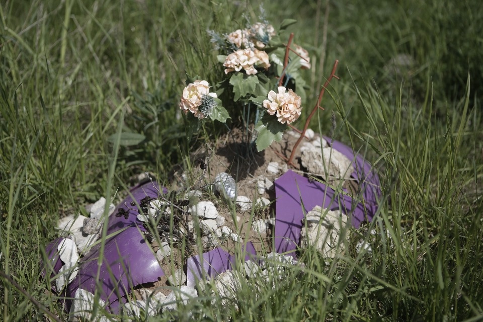 Где псковичи хоронят домашних животных Где псковичи хоронят домашних животных