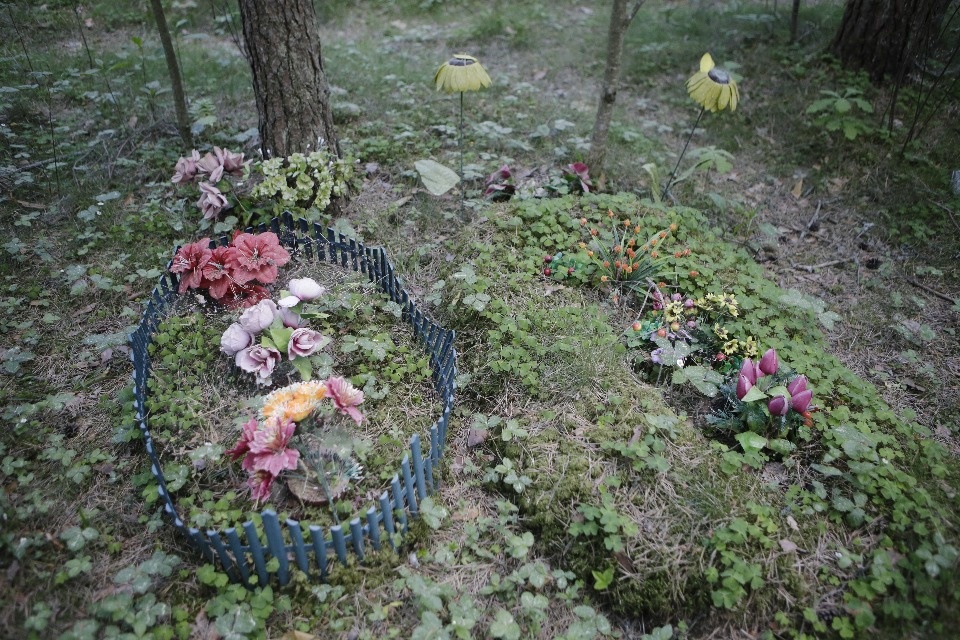 Где псковичи хоронят домашних животных Где псковичи хоронят домашних животных