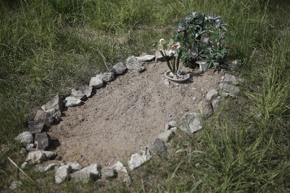 Где псковичи хоронят домашних животных Где псковичи хоронят домашних животных