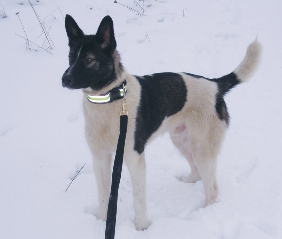 Если хозяина нет