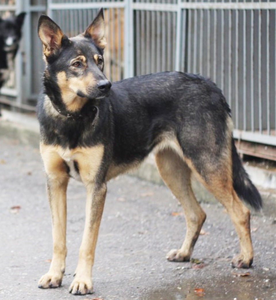 Если хозяина нет