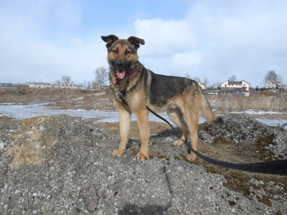 Если хозяина нет