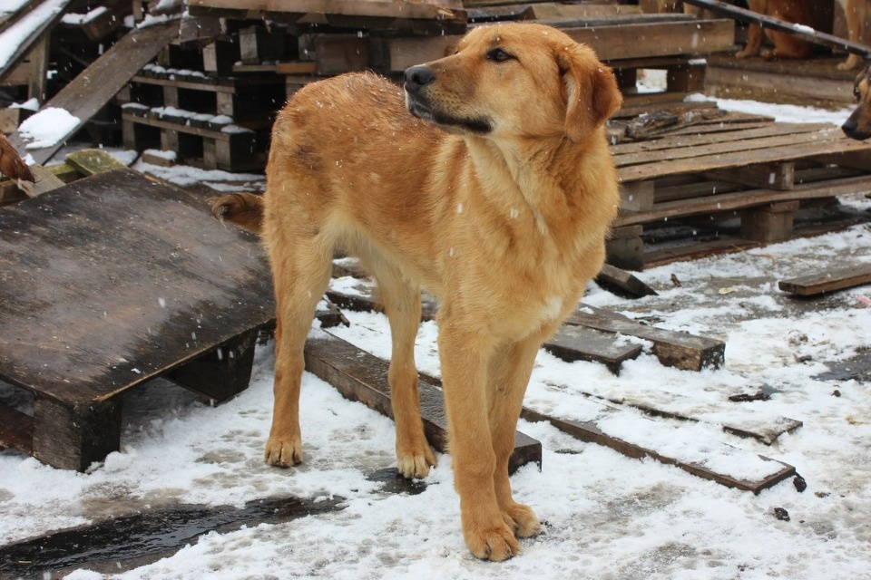 Если хозяина нет