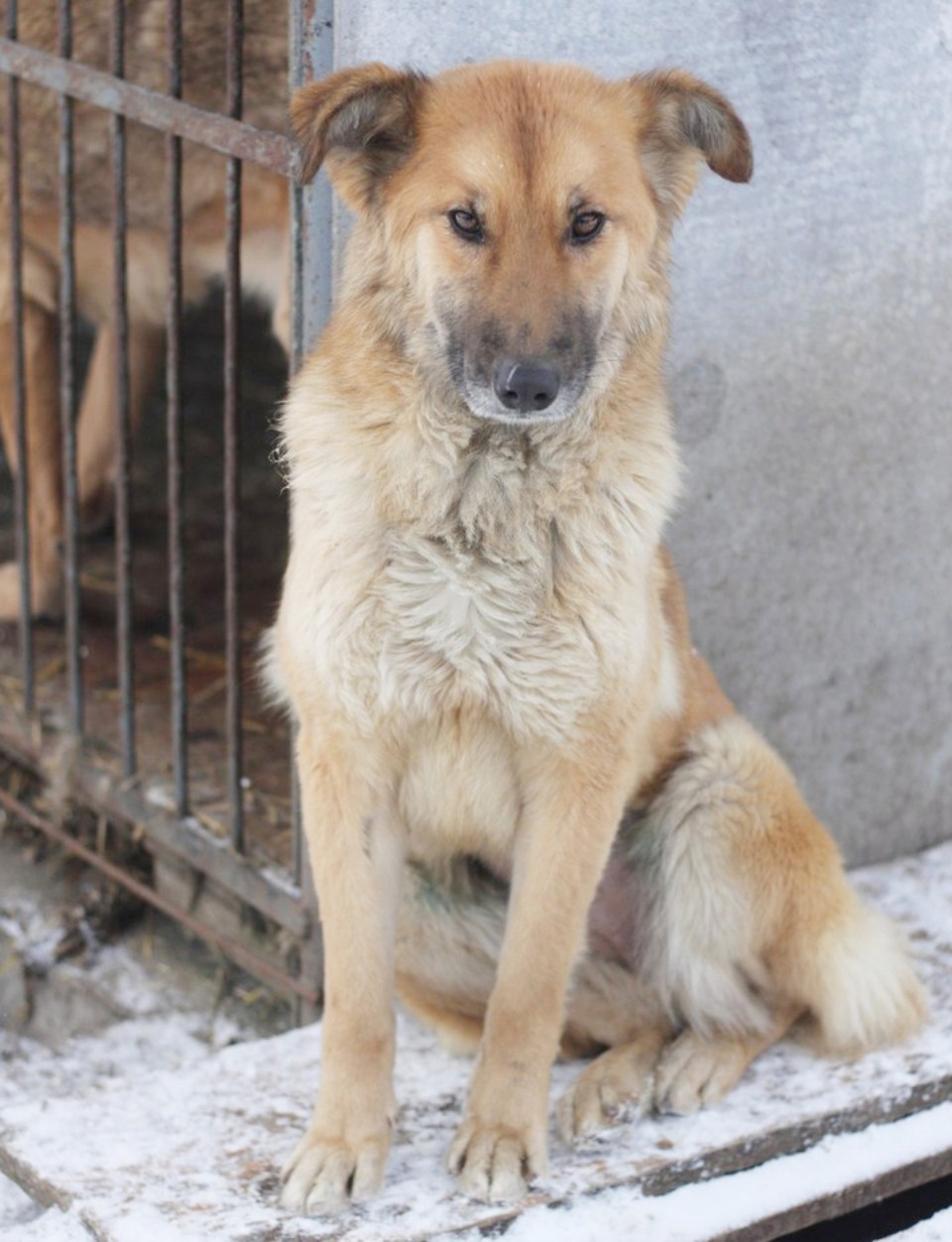 Если хозяина нет