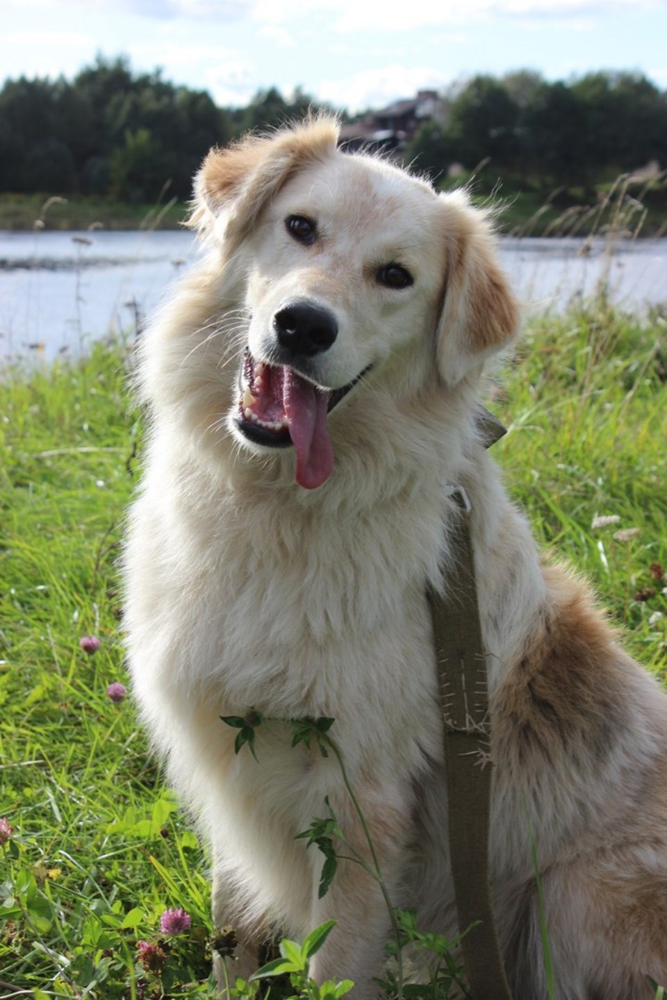 Если хозяина нет