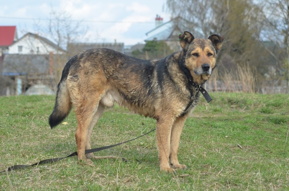 Если хозяина нет