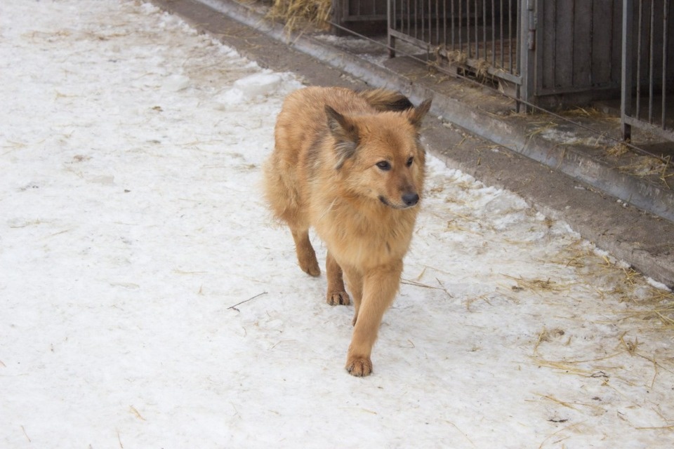 Если хозяина нет