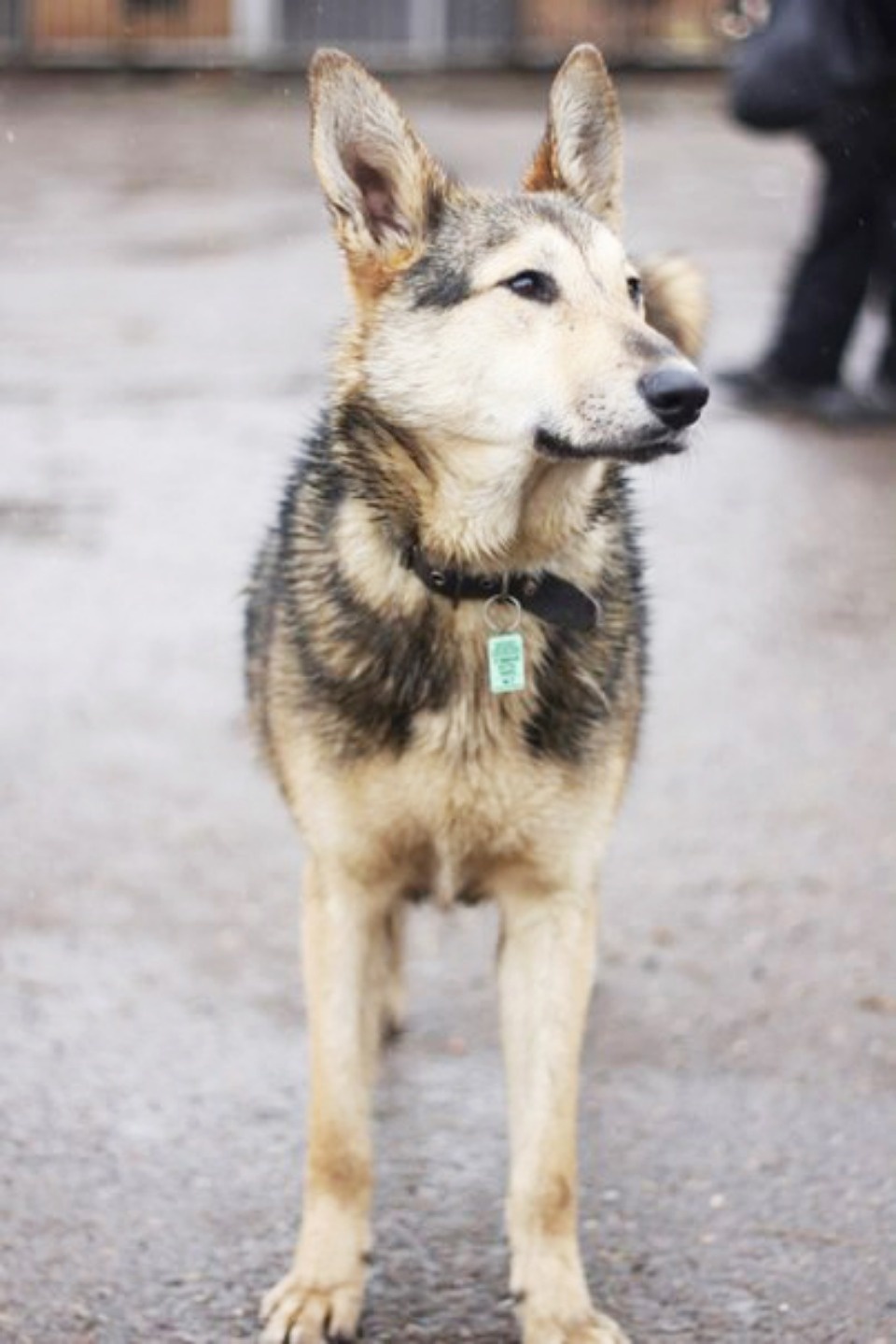 Если хозяина нет