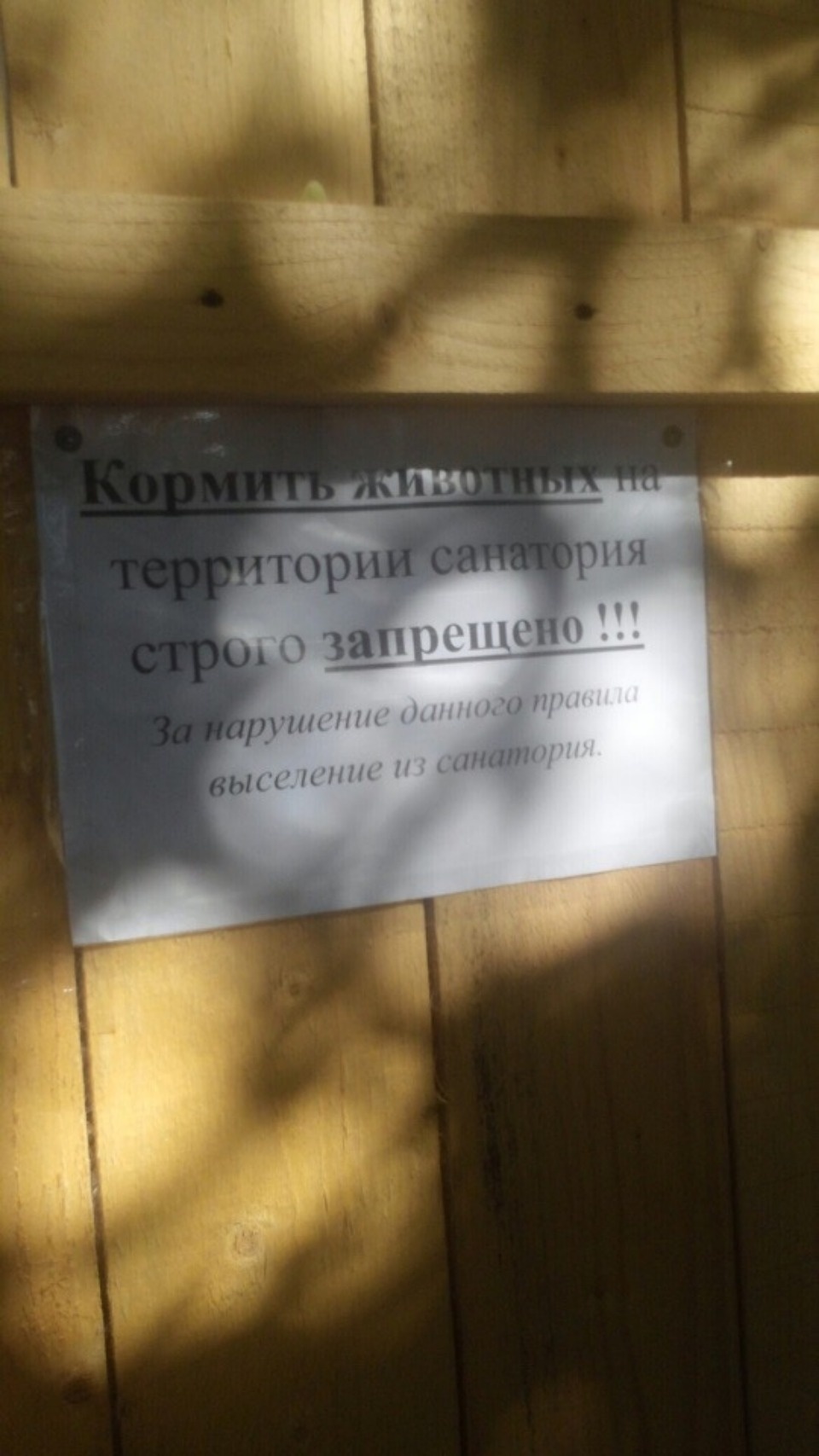 В Пскове ищут транспорт для 20 кошек из санатория