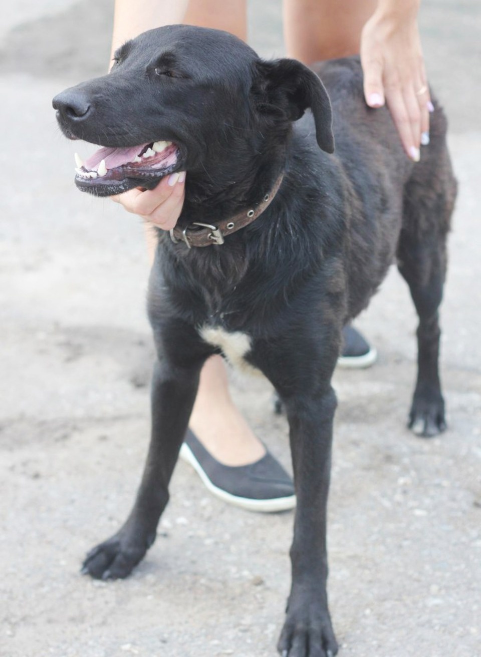 Если хозяина нет