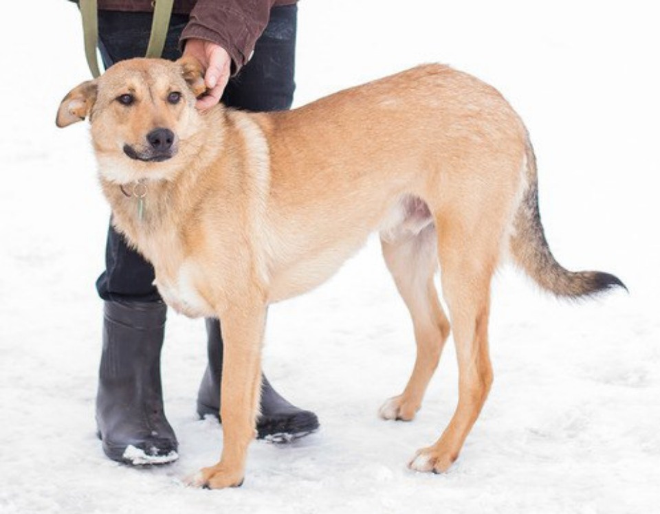 Если хозяина нет