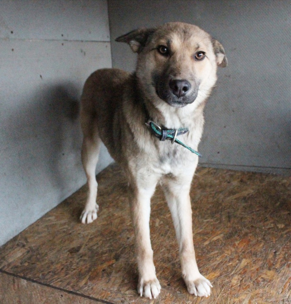 Если хозяина нет